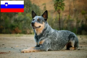 Read more about the article Criadores de Australian Cattle Dog e cachorros na Eslovénia