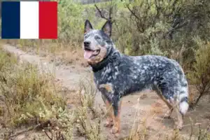 Read more about the article Criadores de Australian Cattle Dog e cachorros em França