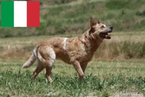 Read more about the article Criadores de Australian Cattle Dog e cachorros em Itália