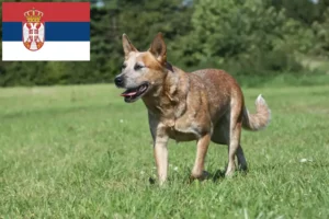 Read more about the article Criadores de Australian Cattle Dog e cachorros na Sérvia