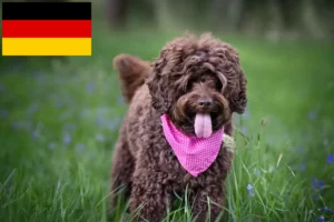 Read more about the article Criadores de Labradoodle Australiano e cachorros na Alemanha