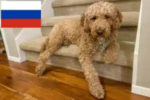 Read more about the article Criadores de Labradoodle Australiano e cachorros na Rússia