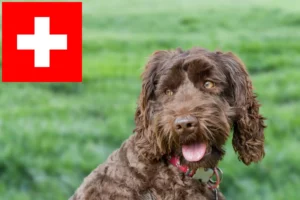 Read more about the article Criadores de Labradoodle Australiano e cachorros na Suíça