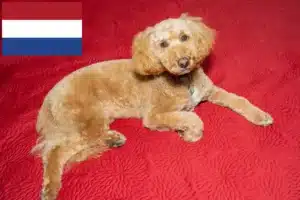 Read more about the article Criadores de Labradoodle Australiano e cachorros nos Países Baixos