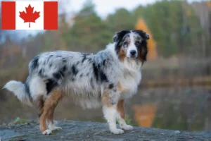 Read more about the article Australian Shepherd Criadores e cachorros no Canadá