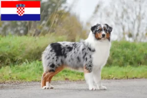 Read more about the article Criadores de Australian Shepherd e cachorros na Croácia