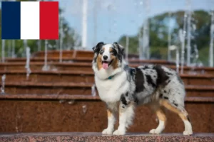 Read more about the article Criadores e cachorros de Pastor Australiano em França