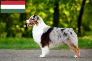 Read more about the article Criadores e cachorros de Australian Shepherd na Hungria