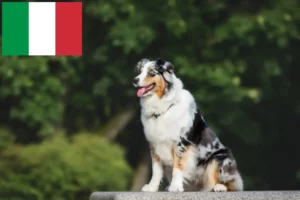 Read more about the article Criadores e cachorros de Australian Shepherd em Itália