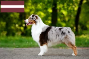 Read more about the article Criadores e cachorros de Australian Shepherd na Letónia