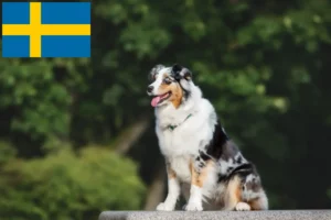 Read more about the article Criadores e cachorros de Australian Shepherd na Suécia