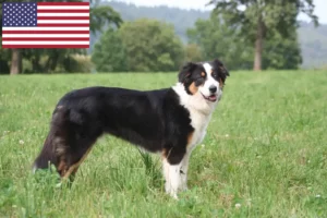 Read more about the article Criadores e cachorros de Australian Shepherd nos EUA