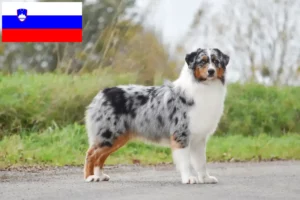 Read more about the article Criadores e cachorros de Australian Shepherd na Eslovénia