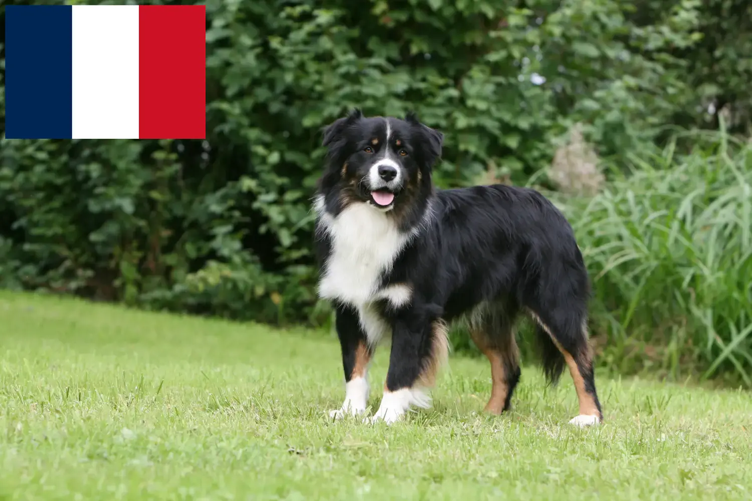 Read more about the article Criadores de Pastor Australiano e cachorros na Reunião