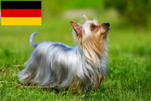 Read more about the article Criadores de Silky Terrier Australiano e cachorros na Alemanha