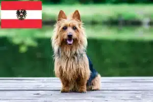 Read more about the article Criadores de Australian Terrier e cachorros na Áustria