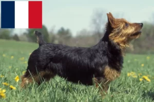 Read more about the article Criadores de Australian Terrier e cachorros em França