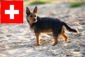 Read more about the article Criadores de Australian Terrier e cachorros na Suíça