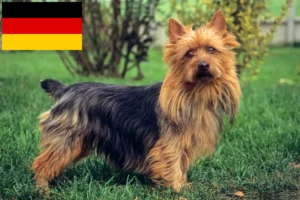 Read more about the article Criadores de Australian Terrier e cachorros na Alemanha