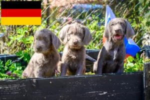 Read more about the article Criadores e cachorros de Barba de Pelo Cerdoso Eslovaca na Alemanha