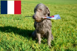 Read more about the article Criadores e cachorros de Barba de Pelo Cerdoso Eslovaca em França