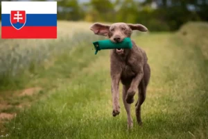 Read more about the article Criadores e cachorros de Barba de Pelo Cerdoso Eslovaca na Eslováquia