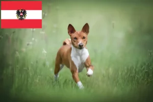 Read more about the article Criadores de Basenji e cachorros na Áustria