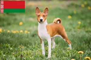 Read more about the article Criadores de Basenji e cachorros na Bielorrússia