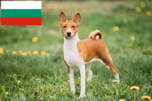 Read more about the article Criadores de Basenji e cachorros na Bulgária