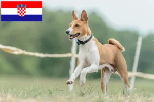 Read more about the article Criadores de Basenji e cachorros na Croácia