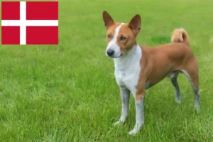 Read more about the article Criadores de Basenji e cachorros na Dinamarca