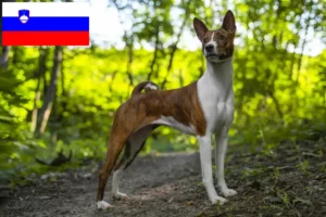 Read more about the article Criadores de Basenji e cachorros na Eslovénia