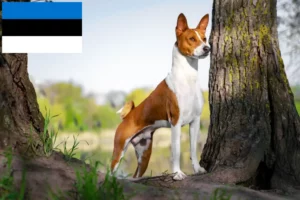 Read more about the article Criadores de Basenji e cachorros na Estónia