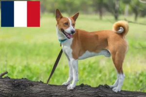 Read more about the article Criadores de Basenji e cachorros em França