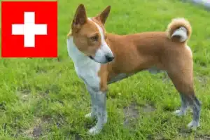 Read more about the article Criadores de Basenji e cachorros na Suíça