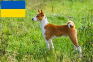 Read more about the article Criadores de Basenji e cachorros na Ucrânia