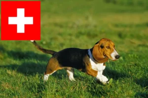 Read more about the article Basset Artésien Normand criadores e cachorros na Suíça