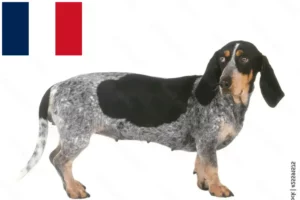 Read more about the article Criadores de Basset bleu de Gascogne e cachorros em França