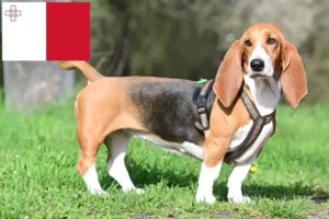 Read more about the article Criadores de Basset Hound e cachorros em Malta