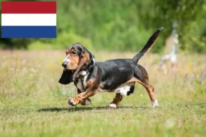 Read more about the article Criadores de Basset Hound e cachorros nos Países Baixos