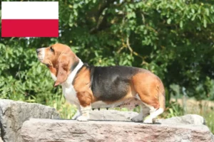 Read more about the article Criadores de Basset Hound e cachorros na Polónia