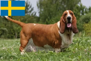 Read more about the article Criadores de Basset Hound e cachorros na Suécia