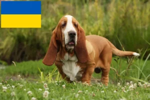 Read more about the article Criadores de Basset Hound e cachorros na Ucrânia