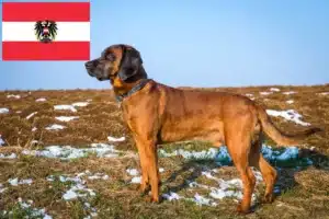 Read more about the article Criadores de Bavarian Mountain Hound e cachorros na Áustria