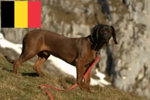 Read more about the article Criadores de Bavarian Mountain Hound e cachorros na Bélgica