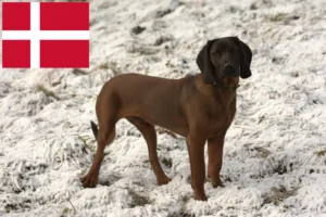 Read more about the article Criadores de Bavarian Mountain Hound e cachorros na Dinamarca