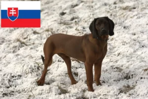 Read more about the article Criadores de Bavarian Mountain Hound e cachorros na Eslováquia