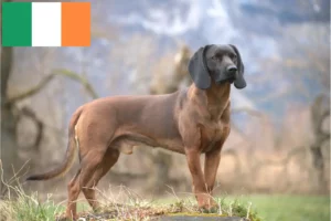 Read more about the article Criadores de Bavarian Mountain Hound e cachorros na Irlanda