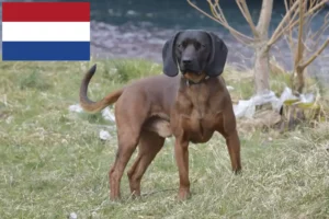 Read more about the article Criadores e cachorros de Bavarian Mountain Hound nos Países Baixos