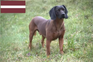 Read more about the article Criadores de Bavarian Mountain Hound e cachorros na Letónia